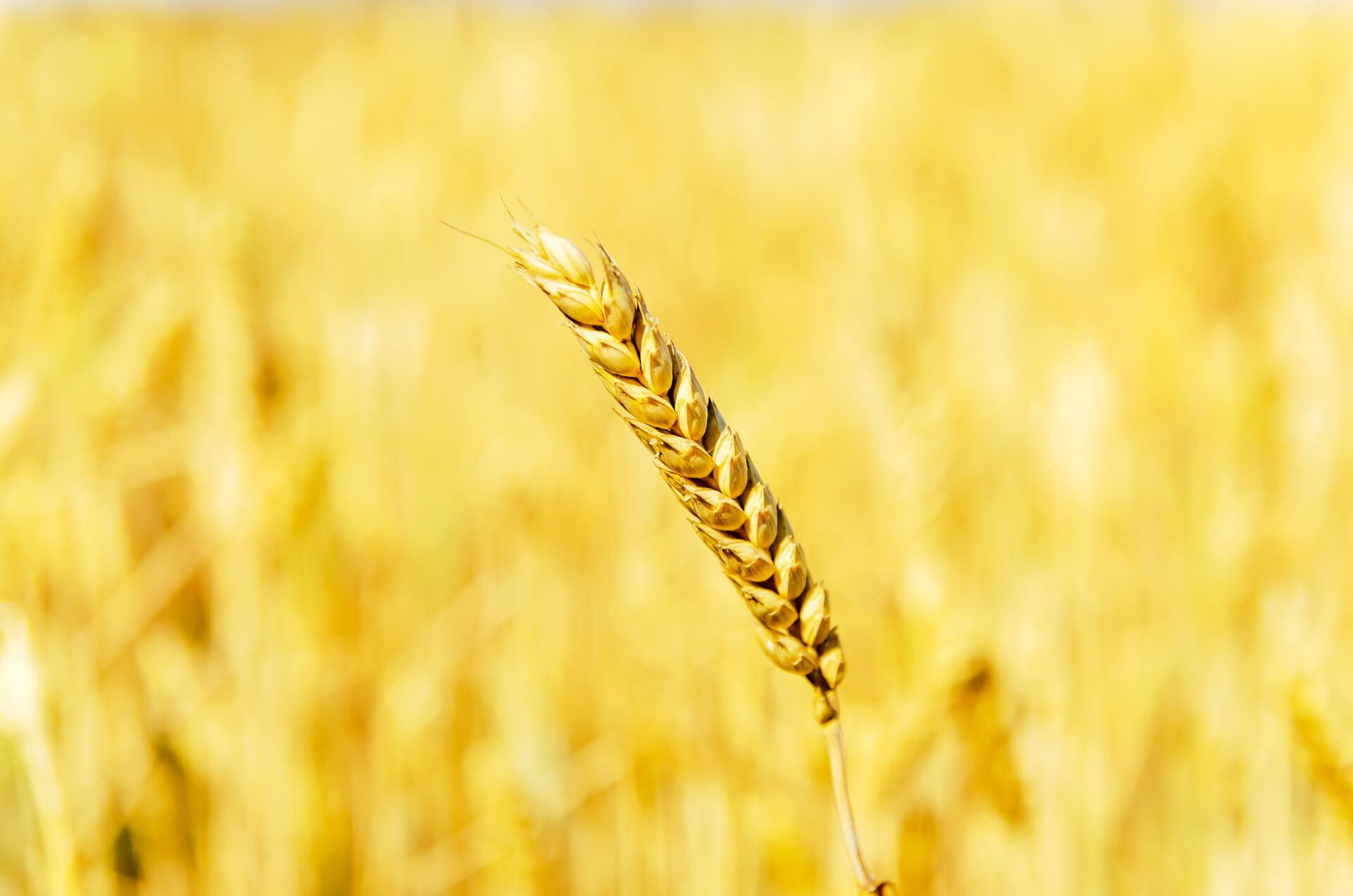 Landhandel, Landwirtschaft, Düngemittel, Baustoffe, Brennstoffe, Falkenberg, Herzberg, Bad